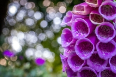 foxglove