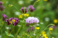 Grazalema wild flowers