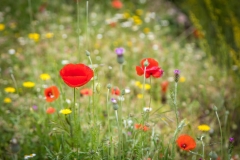 Grazalema wild flowers