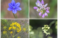 Grazalema wild flowers