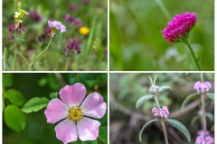 Grazalema wild flowers