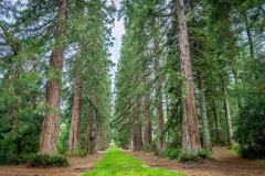 Redwood Avenue, Benmore Botanic Garden