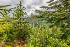 Monkey Puzzle Tree, Benmore Botanic Garden