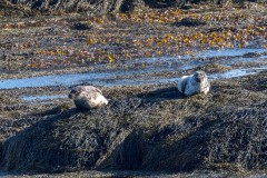 Seals, Borgh, Berneray