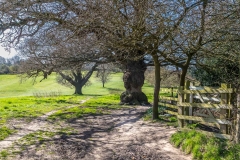 Beverley Westwood