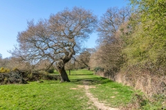 Burton Bushes, Beverley Westwood