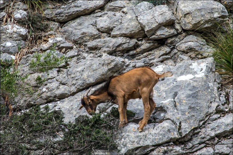 wild goat Mallorca