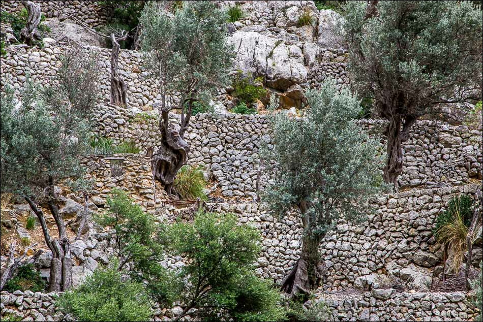 Biniaraix Gorge olive trees