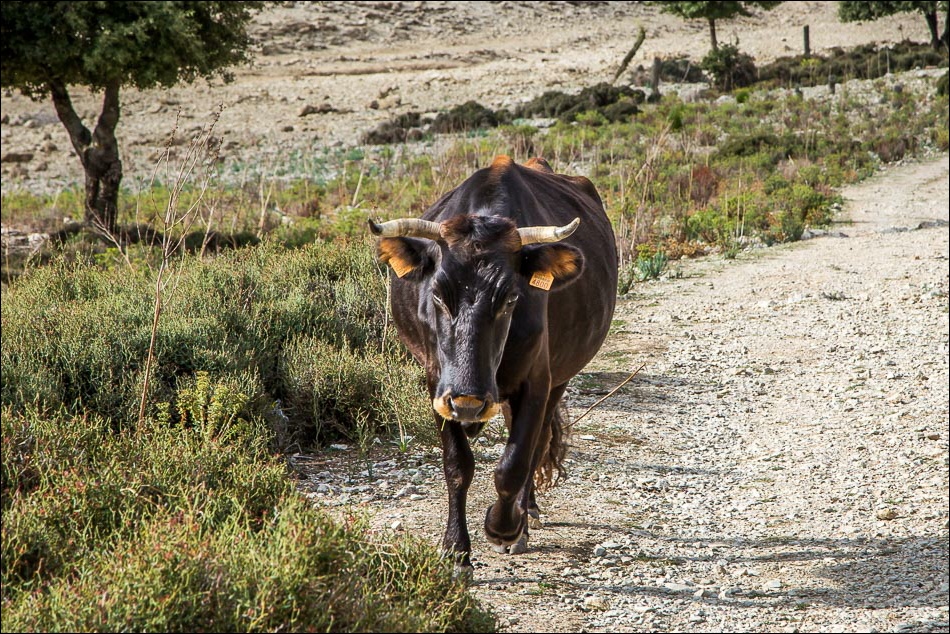 Cattle Mallorca