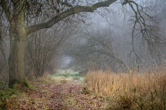 North Cliffe Wood
