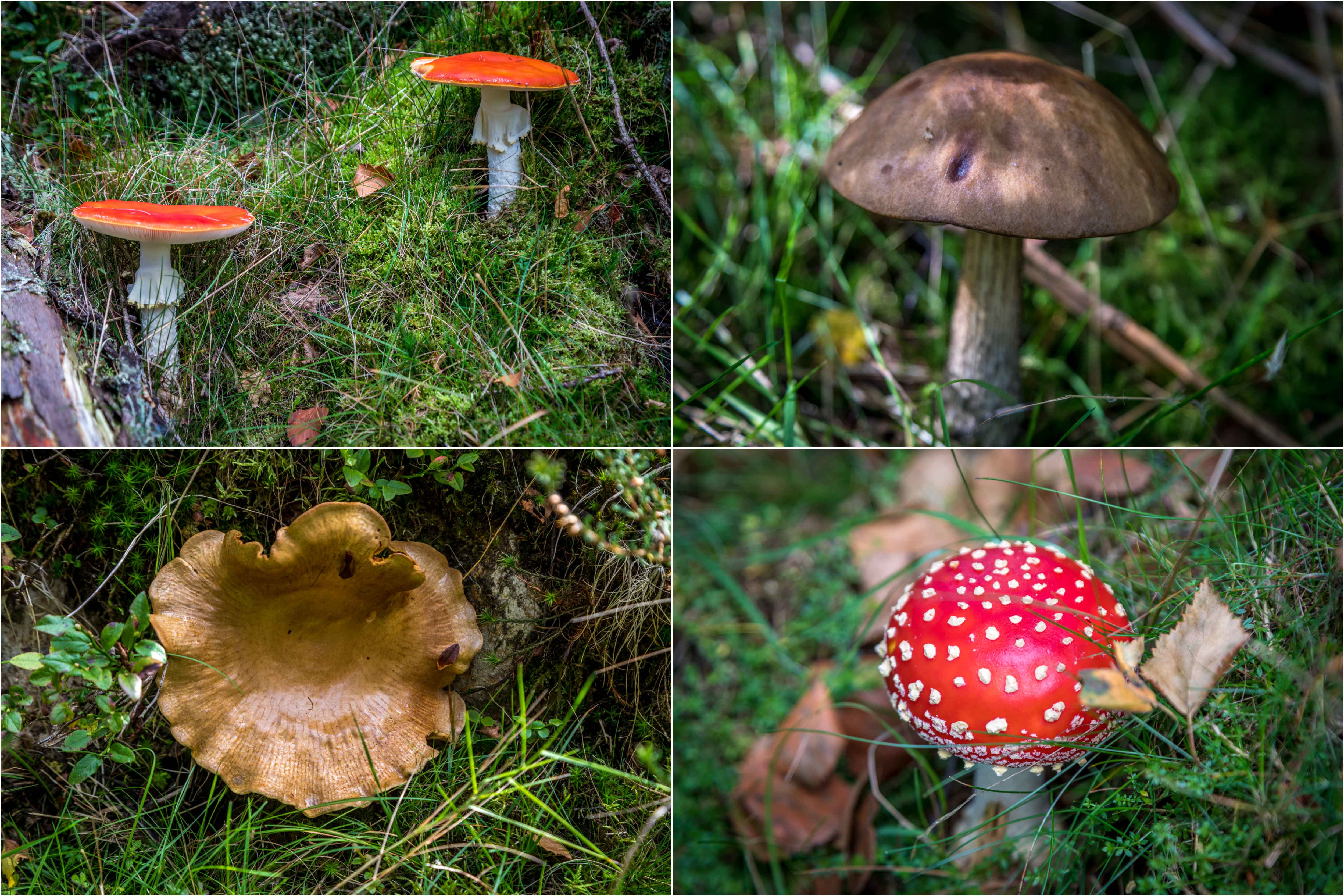 Mushrooms, Iron Keld Plantation