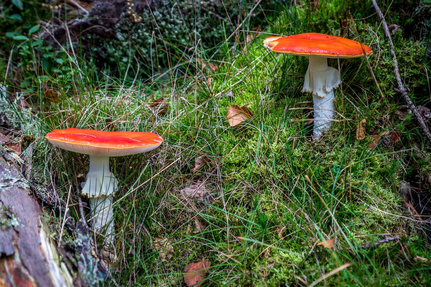Mushrooms, Iron Keld Plantation