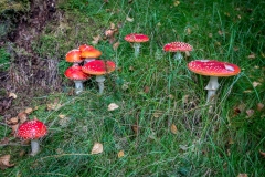 Mushrooms, Iron Keld Plantation