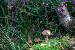 Mushrooms, Iron Keld Plantation