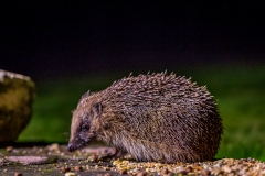 Hedgehog