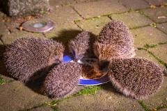 Hedgehogs, array of hedgehogs, prickle of hedgehogs