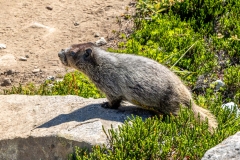 Marmot