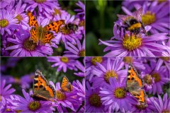 Bodnant Garden, butterfly