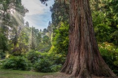 Bodnant Garden