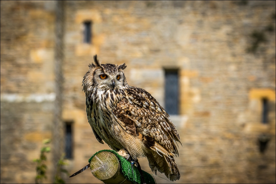 Bolton Castle, eagle owl