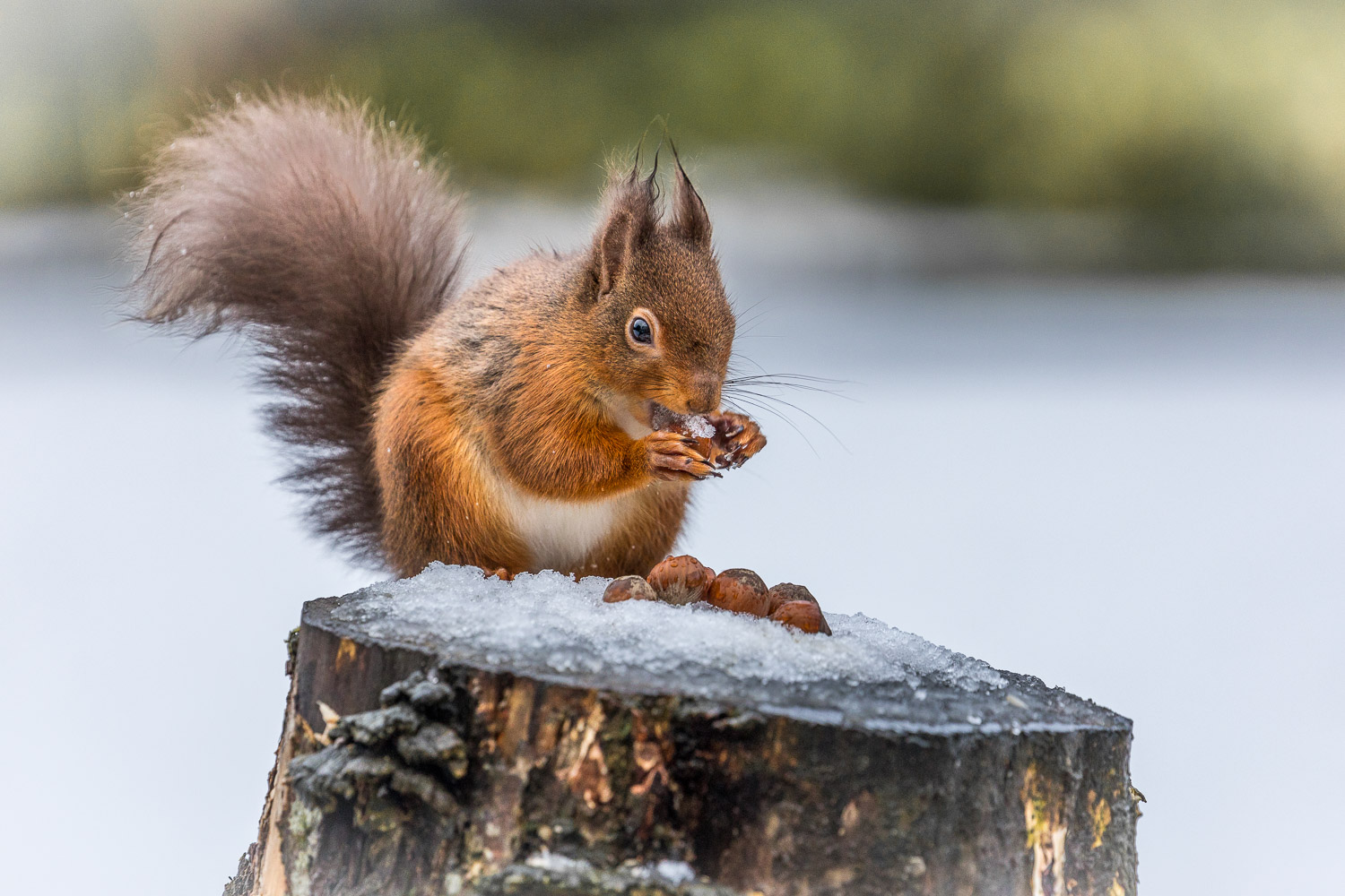 Red squirrel  snow