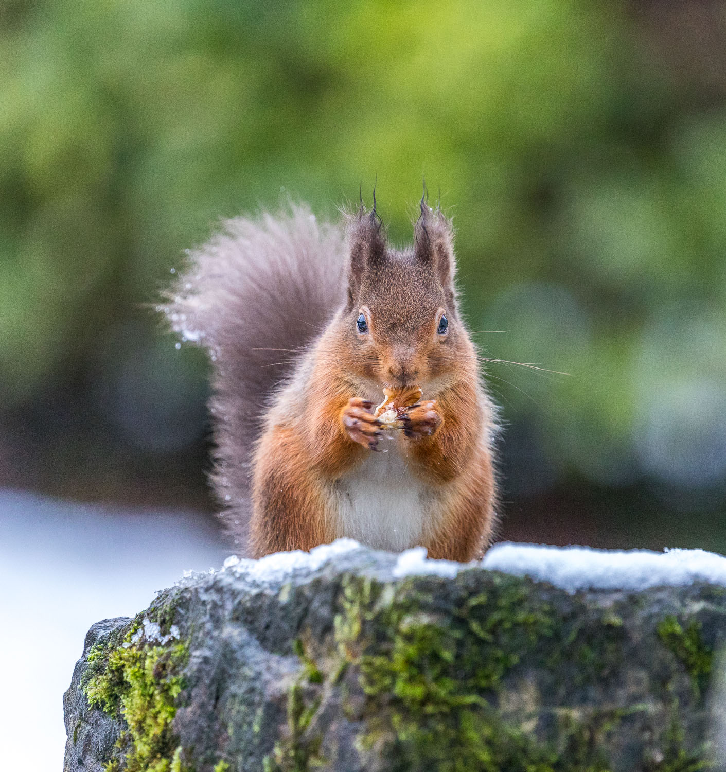 Red squirrel  Lake District
