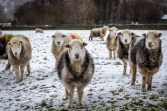 Borrowdale herdwick