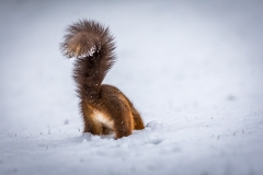 Red squirrel  Lake District
