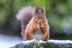 Red squirrel  Lake District