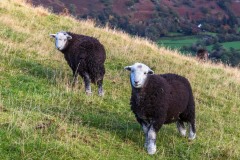 Borrowdale, Herdwick