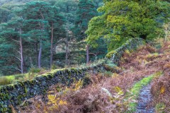 Borrowdale, Johnny Wood