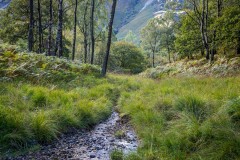 Cummacatta Wood, Borrowdale