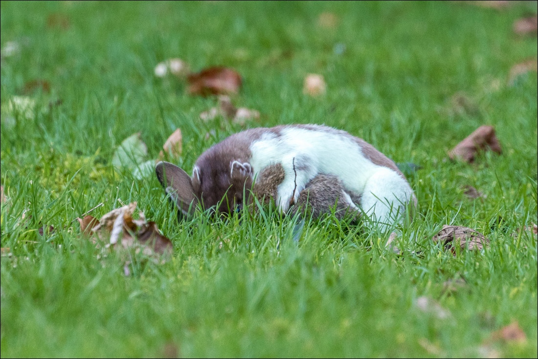 stoat killing trabbit
