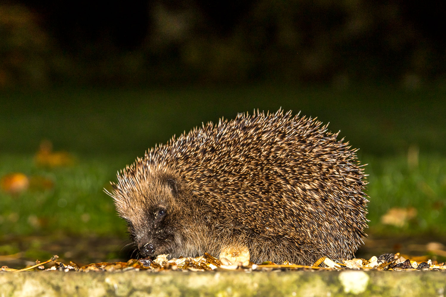 Hedgehog Lake District