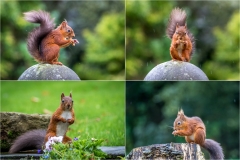 Red squirrel Lake District