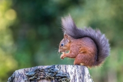 Red squirrel Lake District