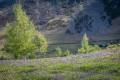 Brackenthwaite bluebells