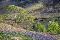 Brackenthwaite bluebells