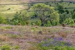 Brackenthwaite bluebells