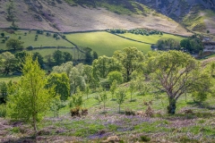 Brackenthwaite bluebells