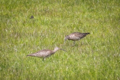 Whimbrel