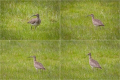Whimbrel