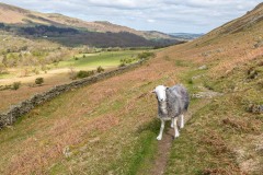 herdwick sheep