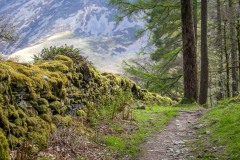 Lanthwaite Wood