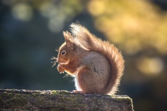 Red squirrel