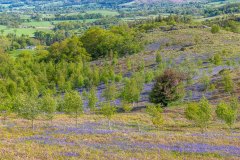 Brackenthwaite Hows bluebells