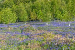 Brackenthwaite Hows bluebells