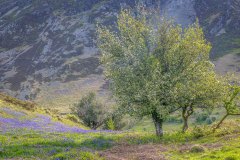 Brackenthwaite Hows bluebells