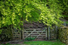 Lanthwaite Wood