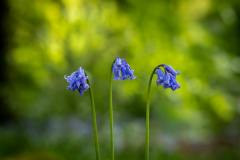 Bluebell